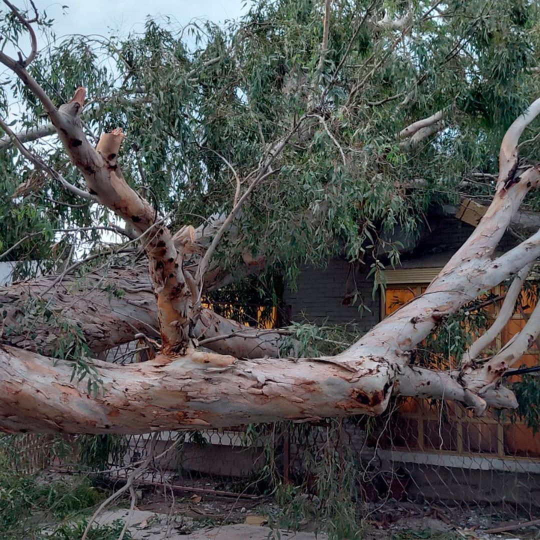 Lluvias y Ráfagas de Viento Derriban Árboles en Gómez Palacio y Lerdo, Durango